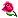 ורד [rose]